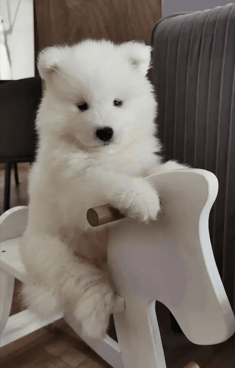 Retrato de ID de mascota 1