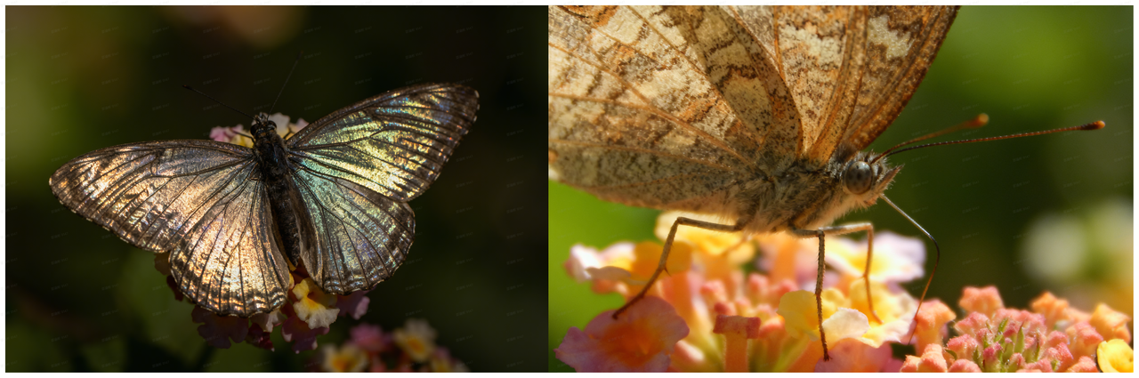 Macro Texture Style-example-1